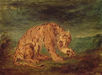 Tigre léchant une patte